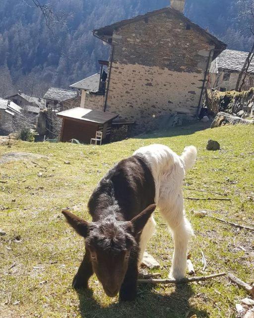 La Mura' - Il Vostro Posto Nel Gran Paradiso Ronco Canavese Eksteriør billede